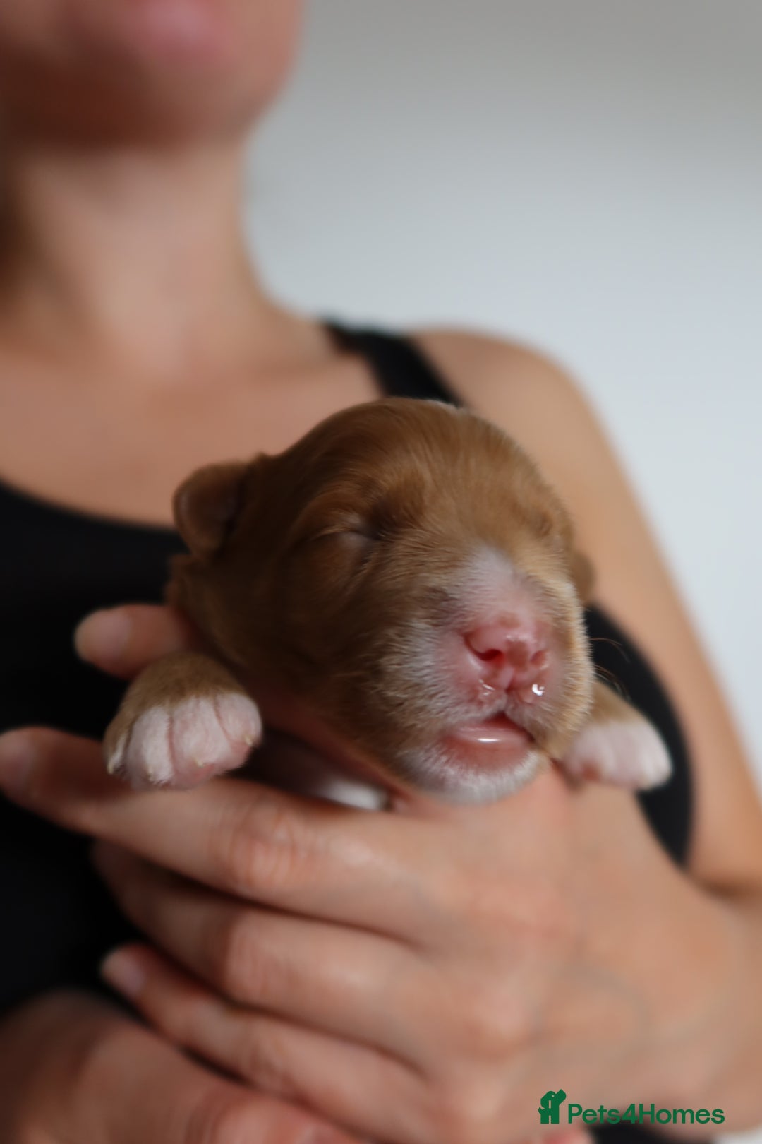 Aussiedoodle dogs for sale: Australian Labradoodles  in Middlesbrough - Image 18