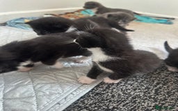 British Shorthair cats for sale: British short hair cross kittens - Image 15