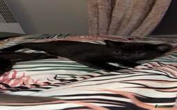 Russian Blue cats for sale: Last Russian Cross Kitten For Sale  - Image 5