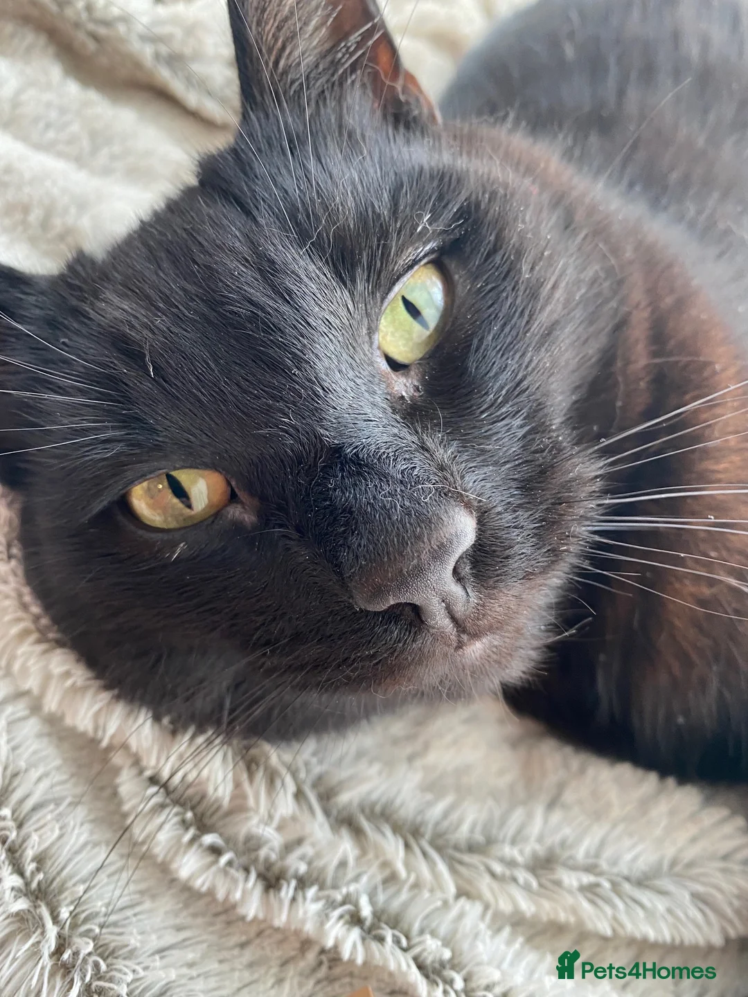 British Shorthair cats for sale: Cat for Rehoming 8 year old male in Totnes - Advert 1