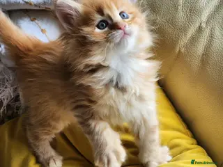 Maine Coon cats Maine Coons ready April 4 male 1 female - Advert 16