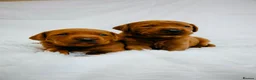 Labrador Retriever dogs for sale: Outstanding fully health tested fox reds  - Advert 11