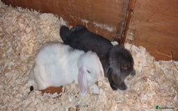 Mini Lop rabbits for sale: Mini lop boys for sale - Image 3