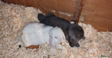 Mini Lop rabbits - Advert 10