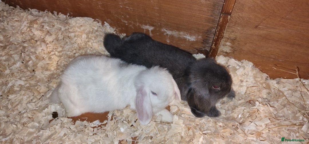 Mini Lop rabbits for sale: Mini lop boys for sale - Image 3