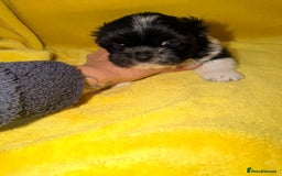 Shih Tzu dogs for sale: ✨ puppies Shih Tzu ✨  - Image 6