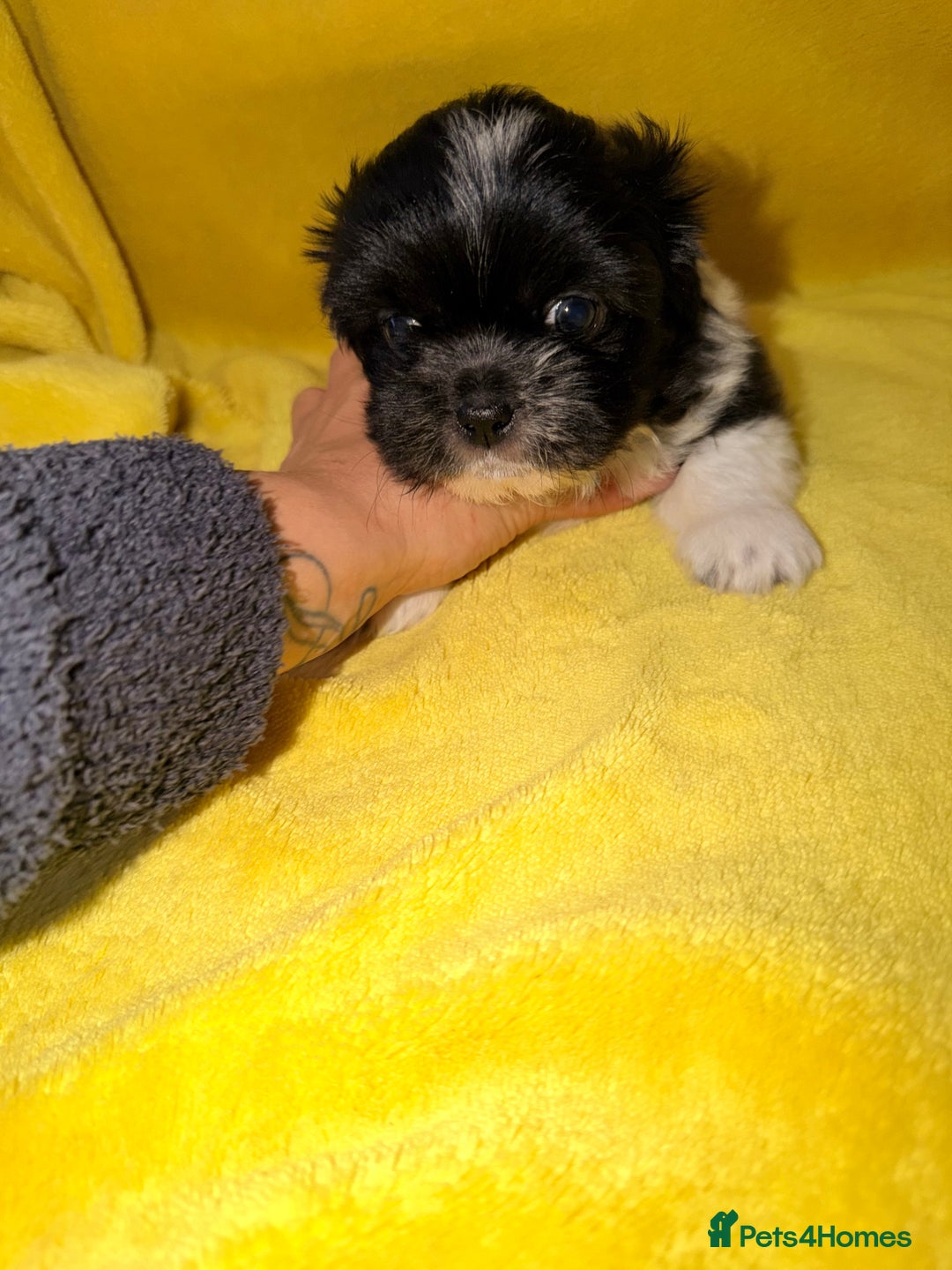 Shih Tzu dogs for sale: ✨ puppies Shih Tzu ✨  - Image 6