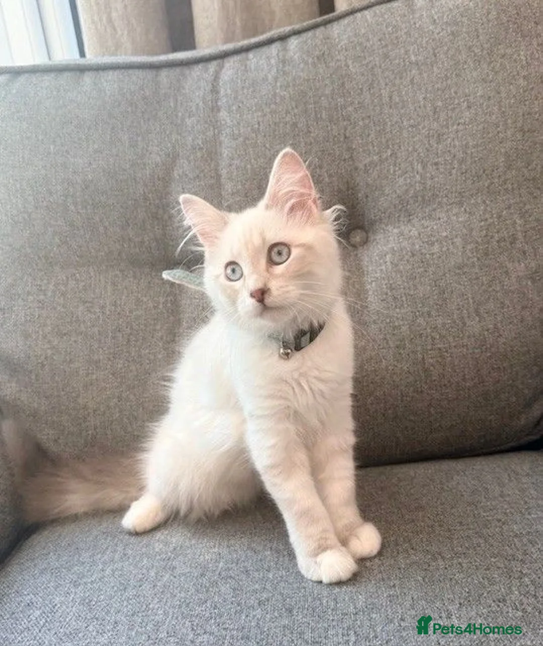 Siberian cats for sale: Beautiful Pure Siberian Kittens - Hypoallergenic - Advert 2