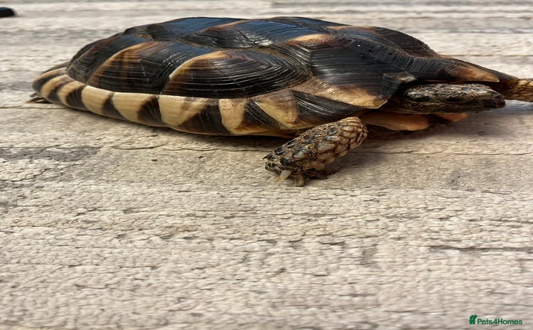 Tortoise reptiles - Advert 1