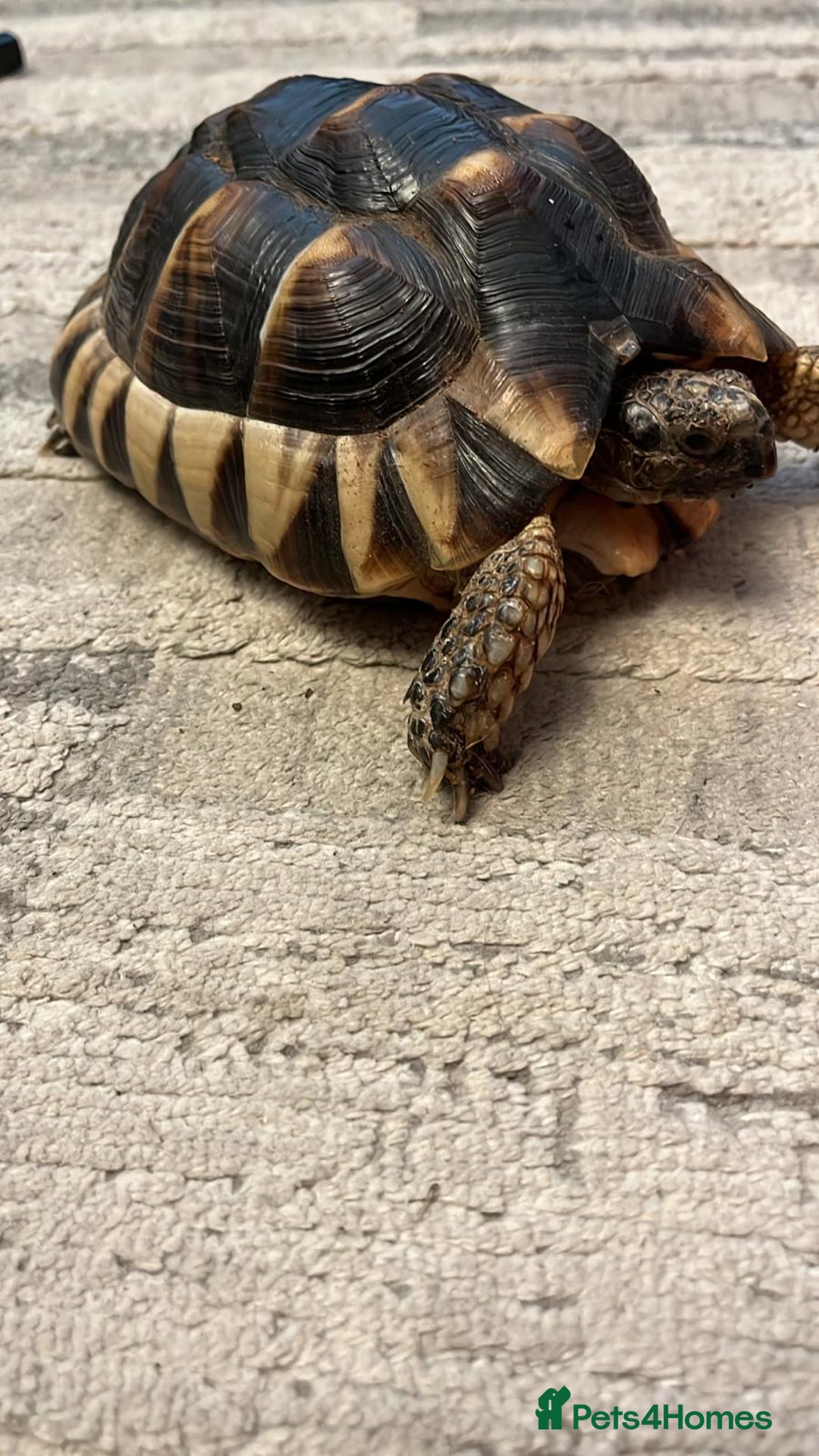 Tortoise reptiles for sale: Tortoise  - Image 1