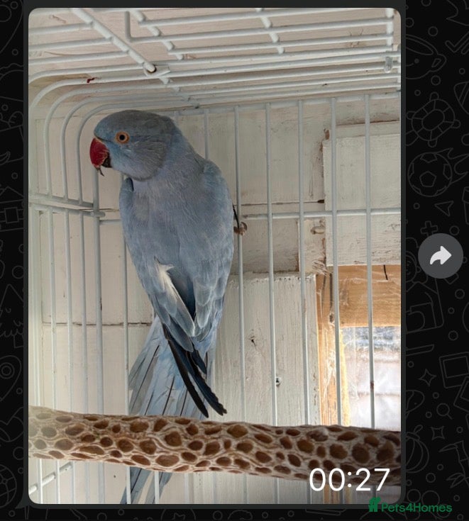 Ringnecks birds Indian ring neck parrots for sale 🦜❤️ - Advert 14