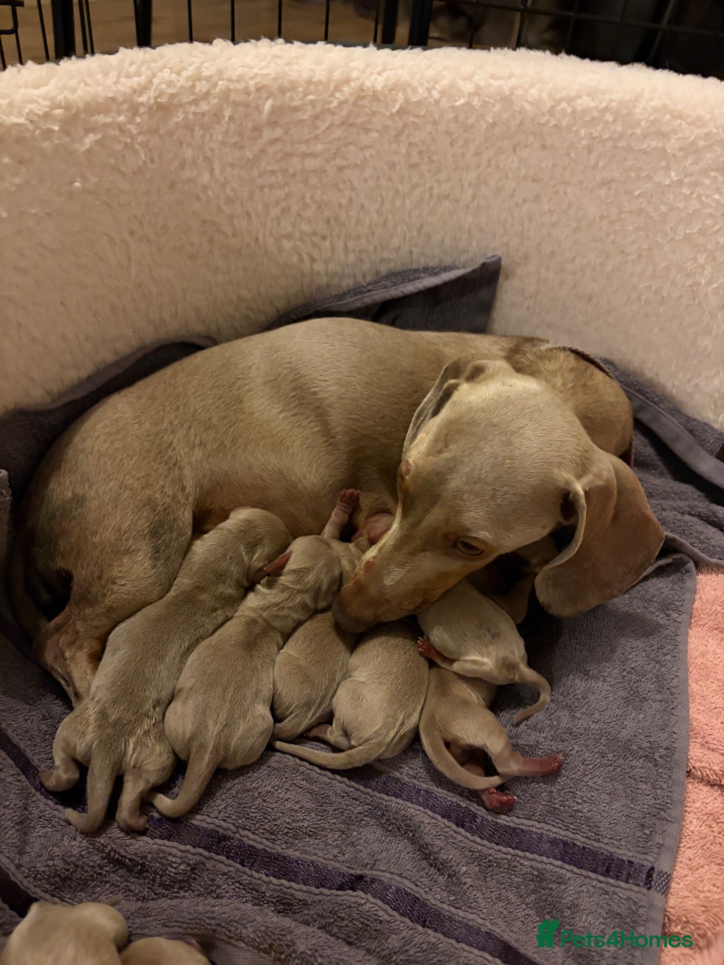 Dachshund dogs Mini Isabella Dachshund Puppies  - Advert 7