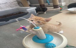 Domestic Shorthair cats for sale: Adorable kittens  - Image 9