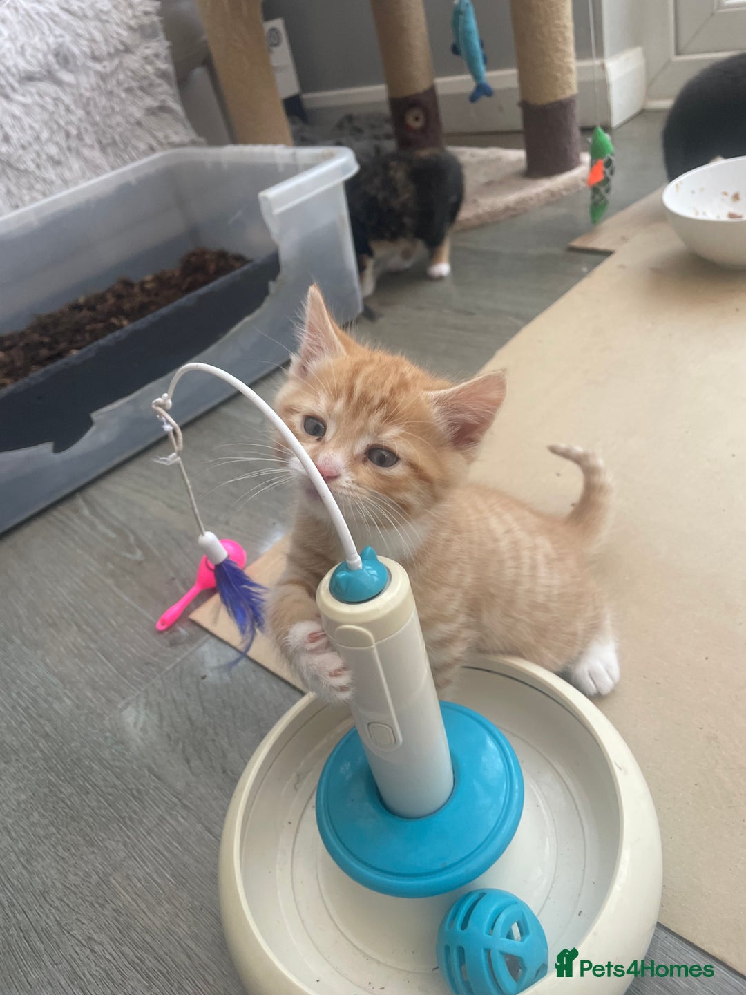 Domestic Shorthair cats for sale: Adorable kittens  - Image 9