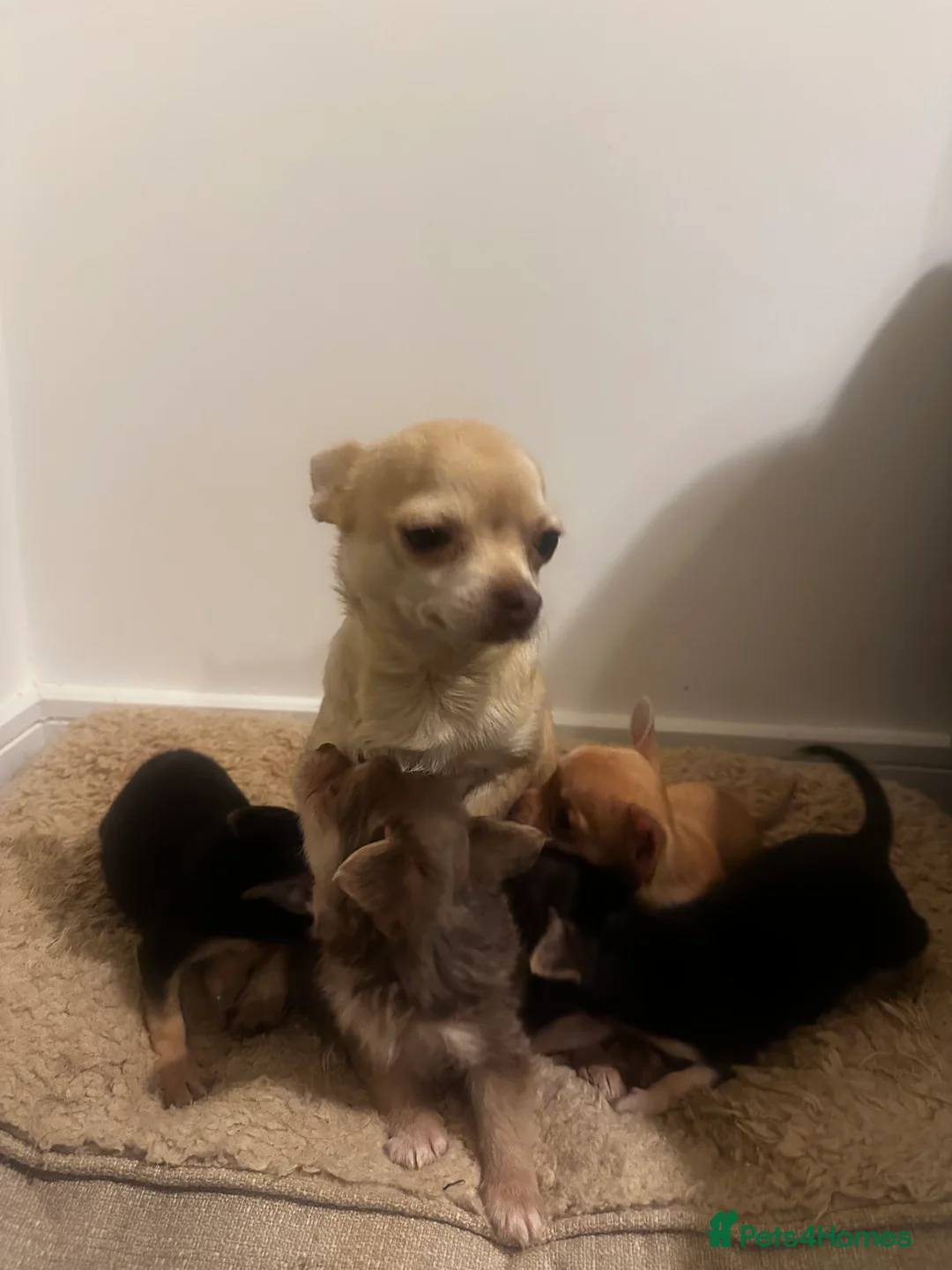 Chihuahua dogs for sale: Gorgeous Chihuahua girls - Advert 19