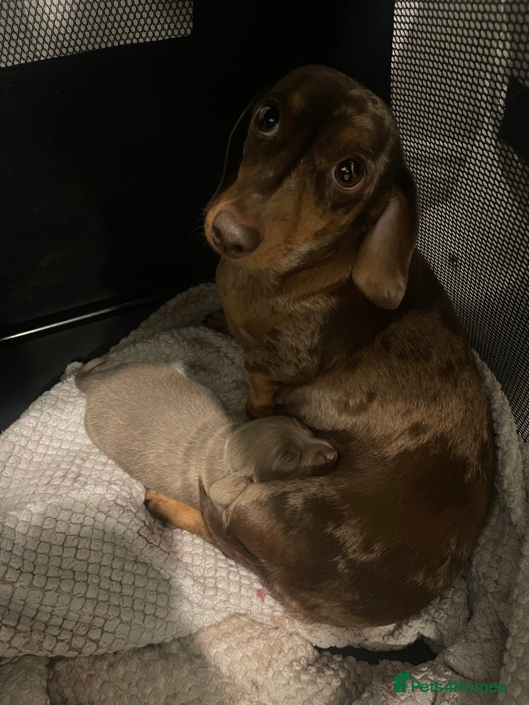 Miniature Dachshund dogs for sale: Long haired Isabella and tan miniature dachshund  - Image 24