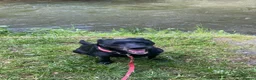 Labrador Retriever dogs for sale: Adorable Labrador Puppies - Advert 5