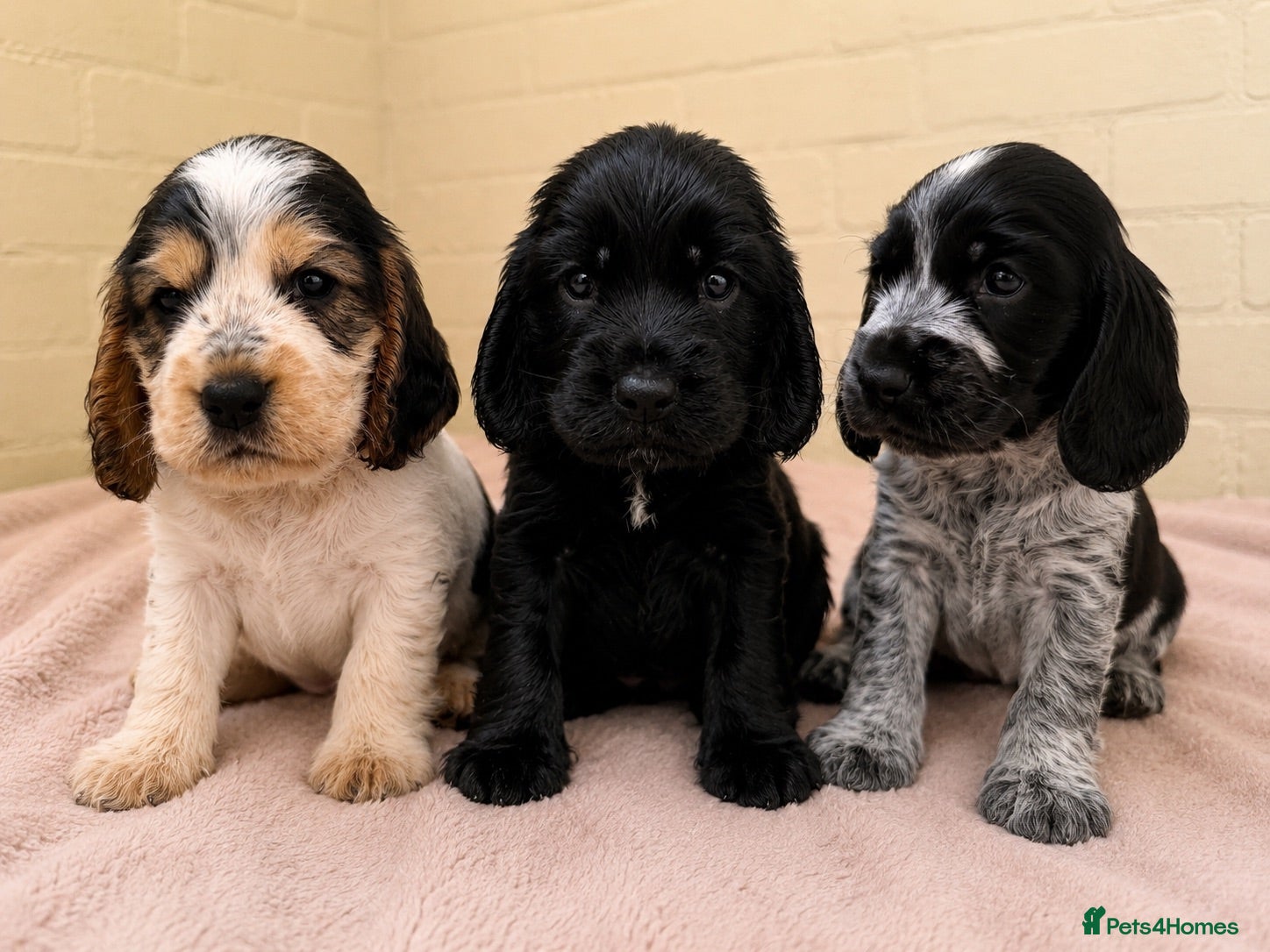 Cocker Spaniel dogs Outstanding KC Show cocker spaniel puppies - Advert 1