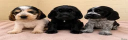 Cocker Spaniel dogs for sale: Outstanding KC Show cocker spaniel puppies - Advert 9