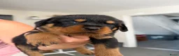 Rottweiler dogs for sale: Pure Breed Rottweiler  - Advert 20