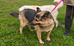 Mixed Breed dogs for adoption: 💖🐶 SIMA 🐶💖 - Image 4