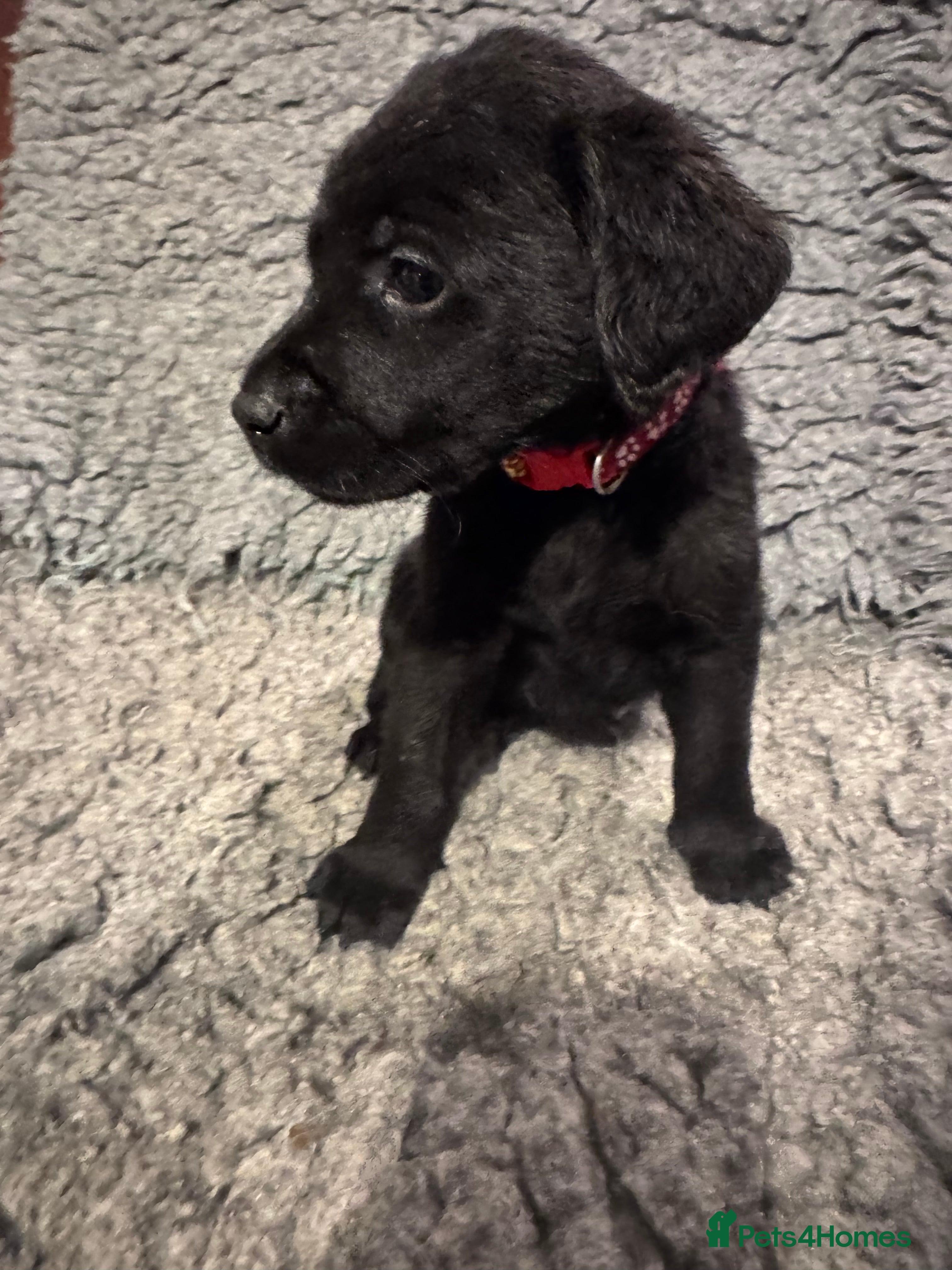 Labrador Retriever dogs 3 Black Males available, KC Reg Labrador Pups  - Advert 6
