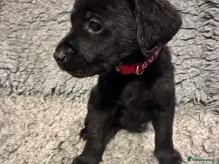 Labrador Retriever dogs 3 Black Males available, KC Reg Labrador Pups - Advert 6