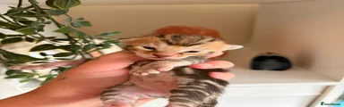 Bengal 2