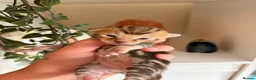 Bengal cats for sale: Bengal Kittens - Advert 13