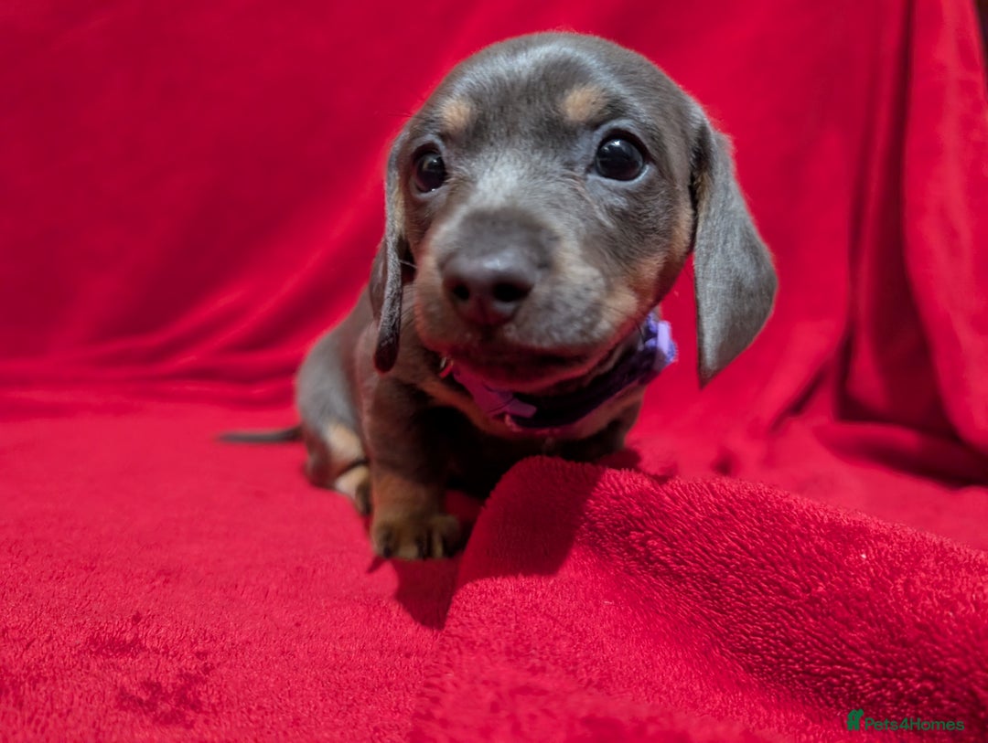 Miniature Dachshund dogs for sale: Miniature dashunds blue and tan - Advert 21
