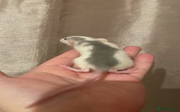 Rat rodents for sale: Rats looking for 5* homes only  - Image 8