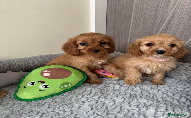 Cavapoo dogs - Advert 1