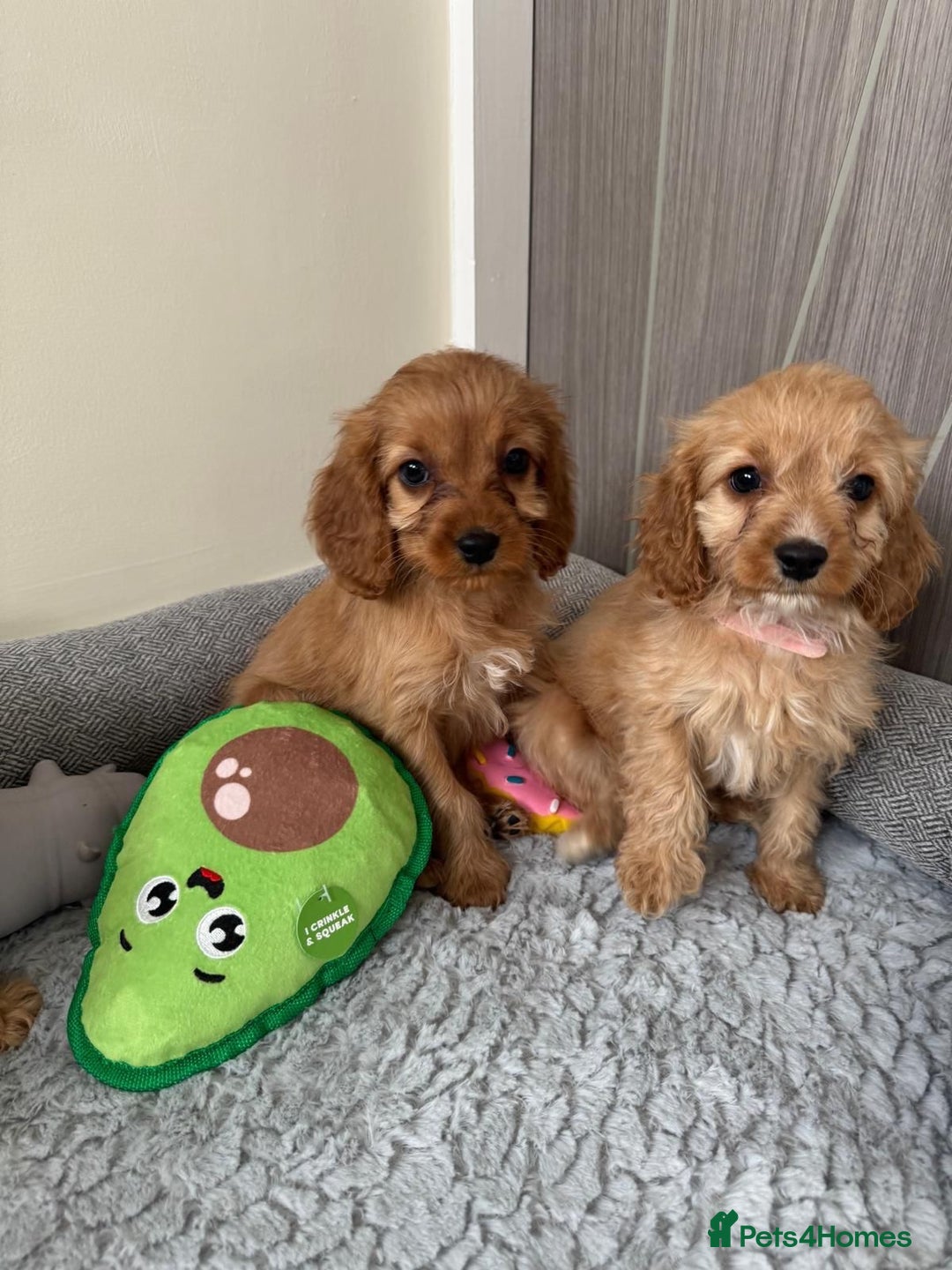 Cavapoo dogs for sale: Gorgeous Cavapoos - Image 1