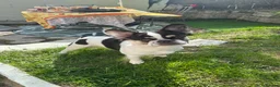 French Bulldog dogs for sale: Female fluffy French bulldog for rehoming  - Advert 4