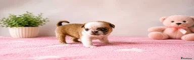 Lilo