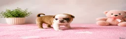 Pug dogs for sale: pug puppies  - Advert 17
