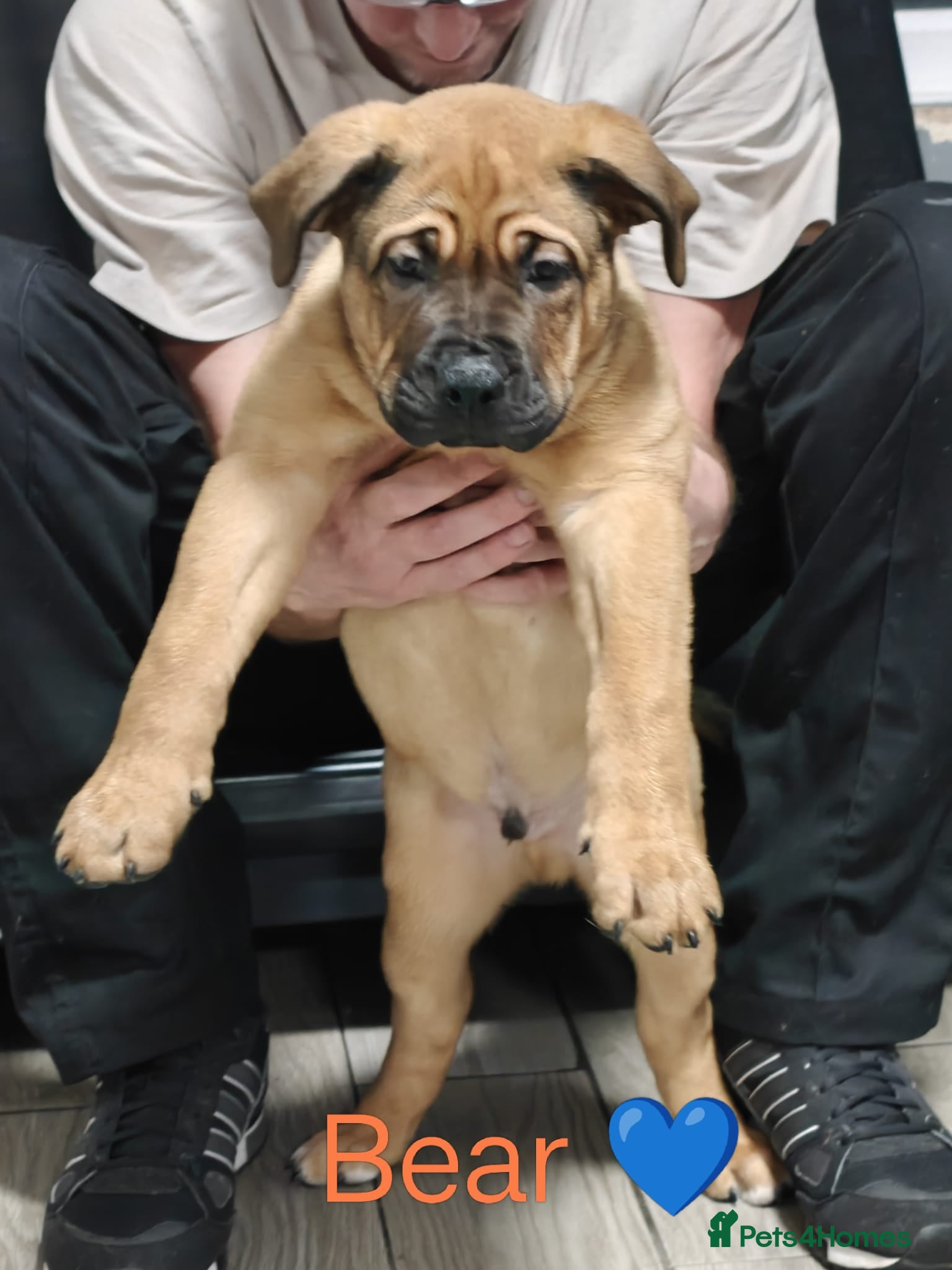 Mixed Breed dogs Puppies for sale - Advert 1