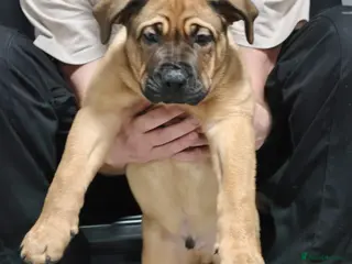 Mixed Breed dogs Puppies for sale - Advert 2