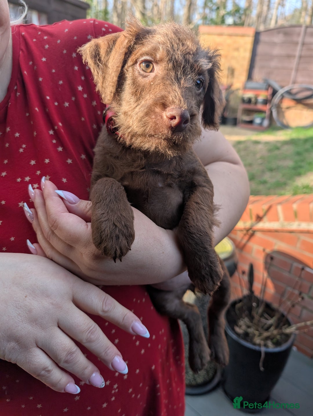 Dog Breed Patterdale Kennels Patterdale Terrier Short Legged Wire