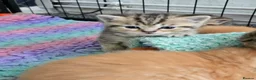 Scottish Fold cats for sale:  Beautiful Scottish fold/scottish straight litter - Advert 24