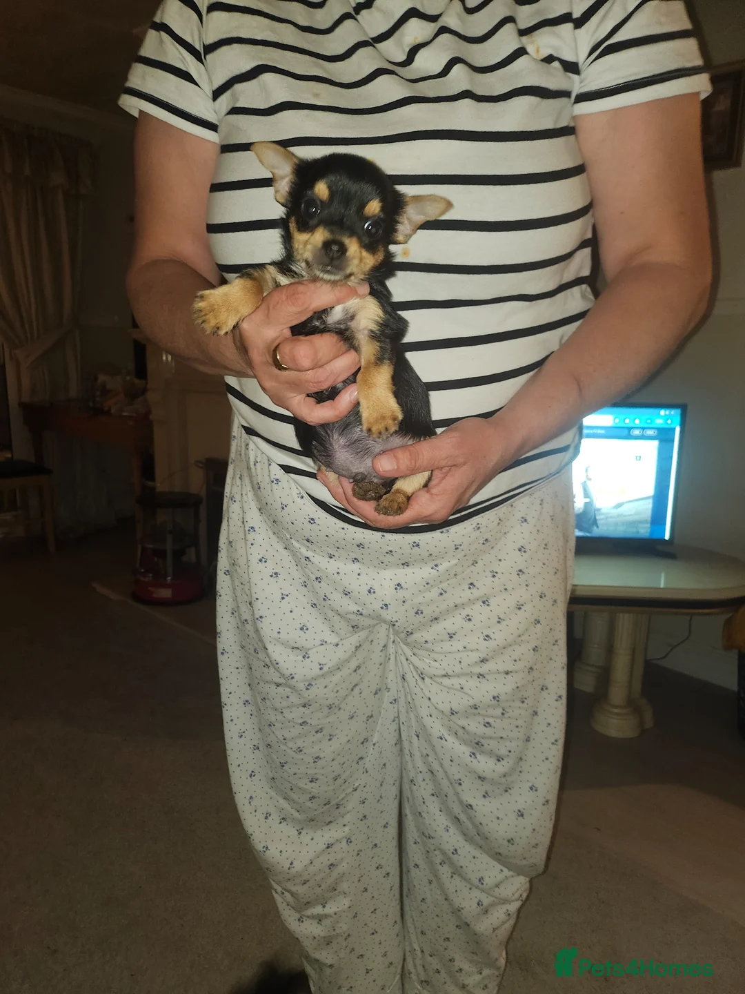 Jack Russell dogs for sale: Jack Russell's puppies in Hereford - Advert 4