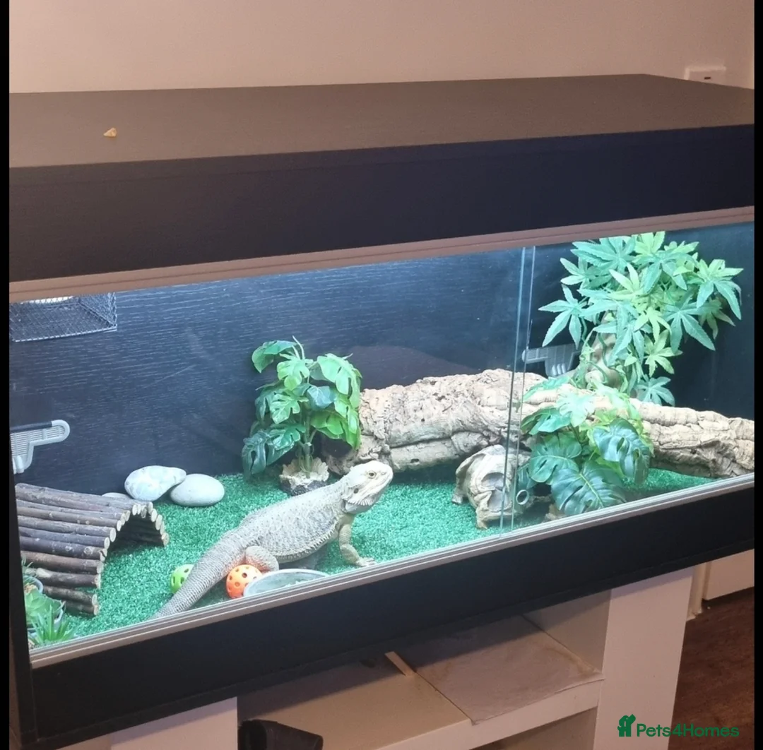 Bearded Dragon reptiles for sale: 3 year old bearded dragon  in Blackwood - Advert 2