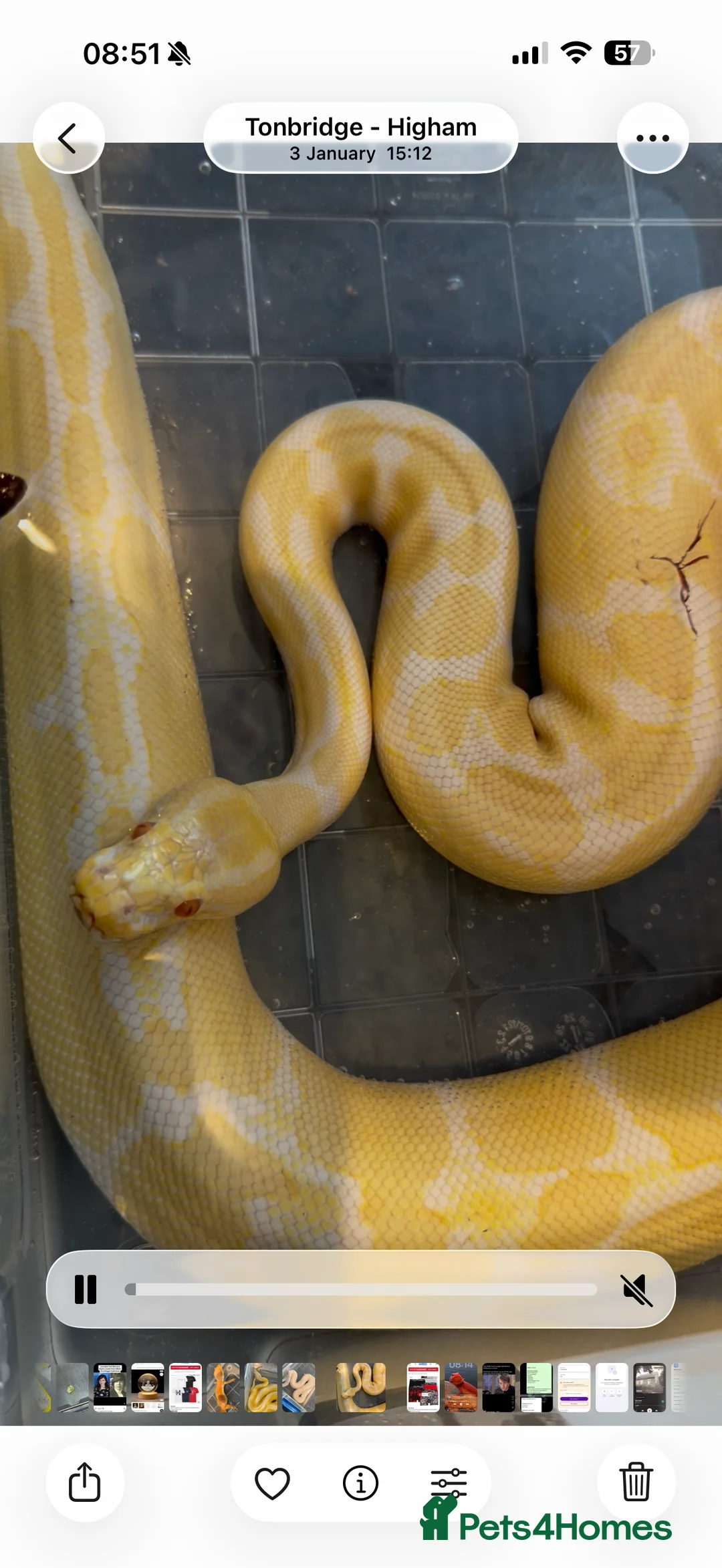 Python Snake reptiles for sale: Albino royal python with vivarium  - Advert 2