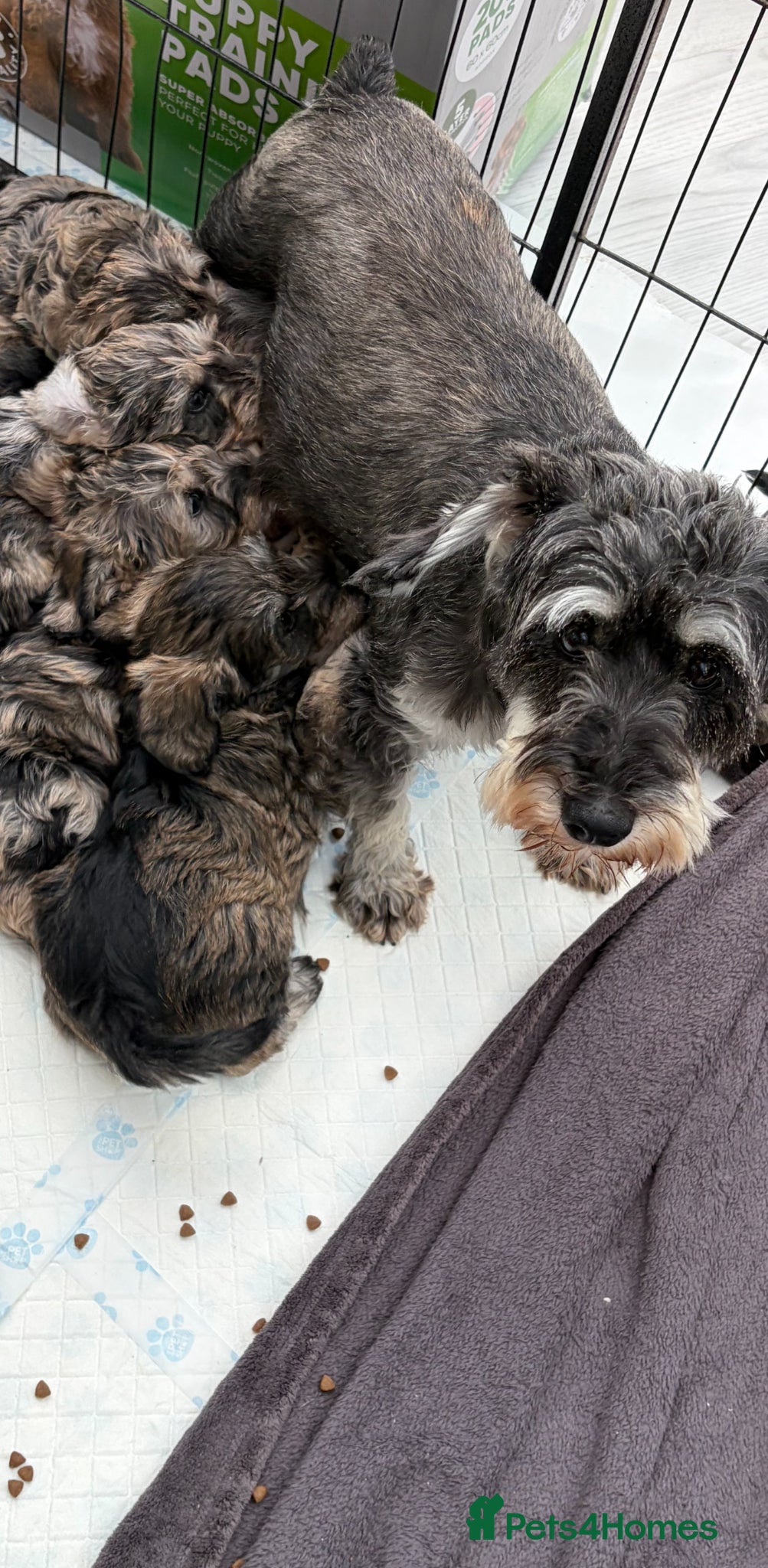 Schnoodle dogs Never been seen before Toy Schnoodles - Advert 2