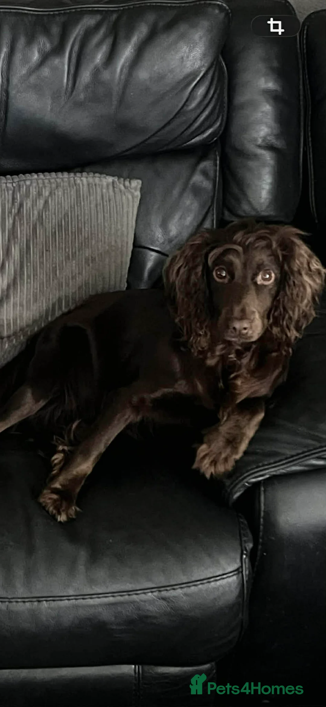 Cocker Spaniel dogs for sale: Georgous working cocker puppies - Advert 2