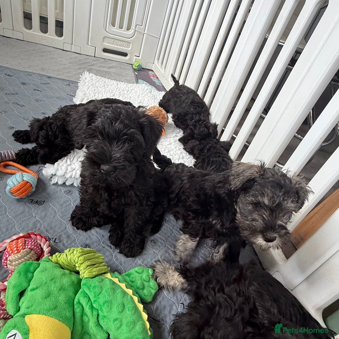 Miniature Schnauzer dogs for sale: health tested parents  - Image 6