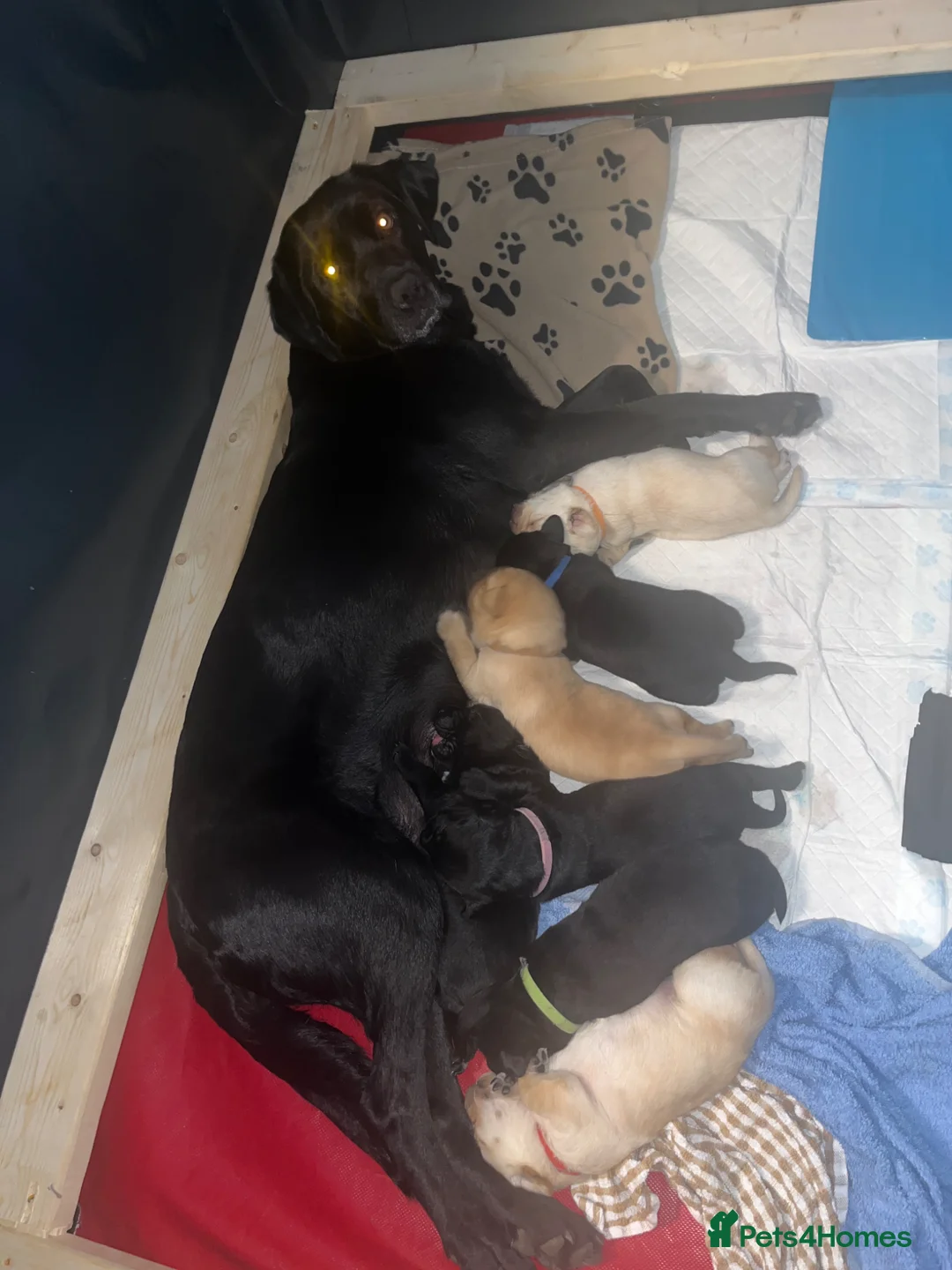 Labrador Retriever dogs for sale: Labrador retriever puppies for sale  - Advert 9