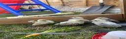 Chickens poultry for sale: 5 silked serama chicks  in Birmingham - Advert 2