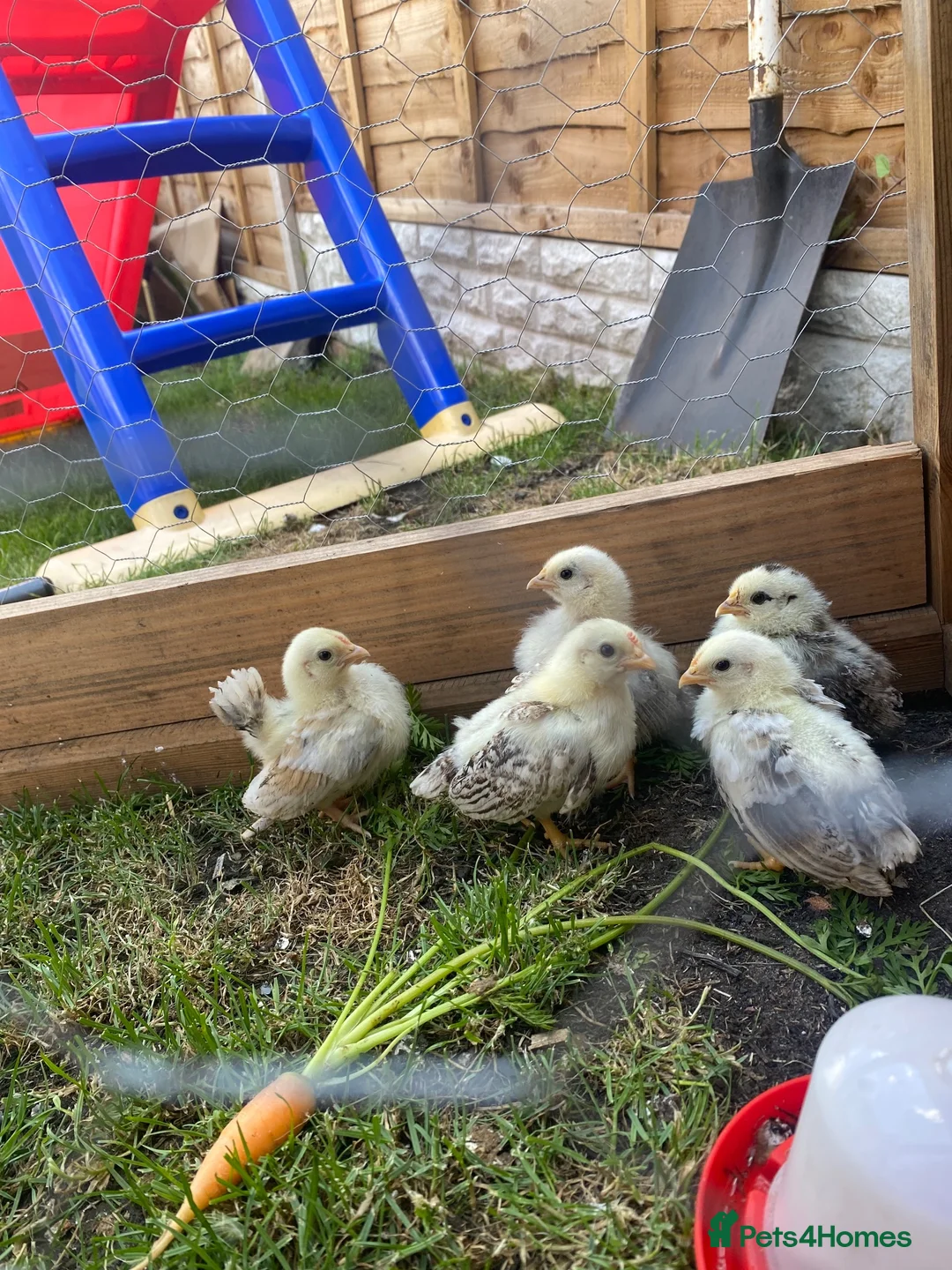 Chickens poultry for sale: 5 silked serama chicks  in Birmingham - Advert 2