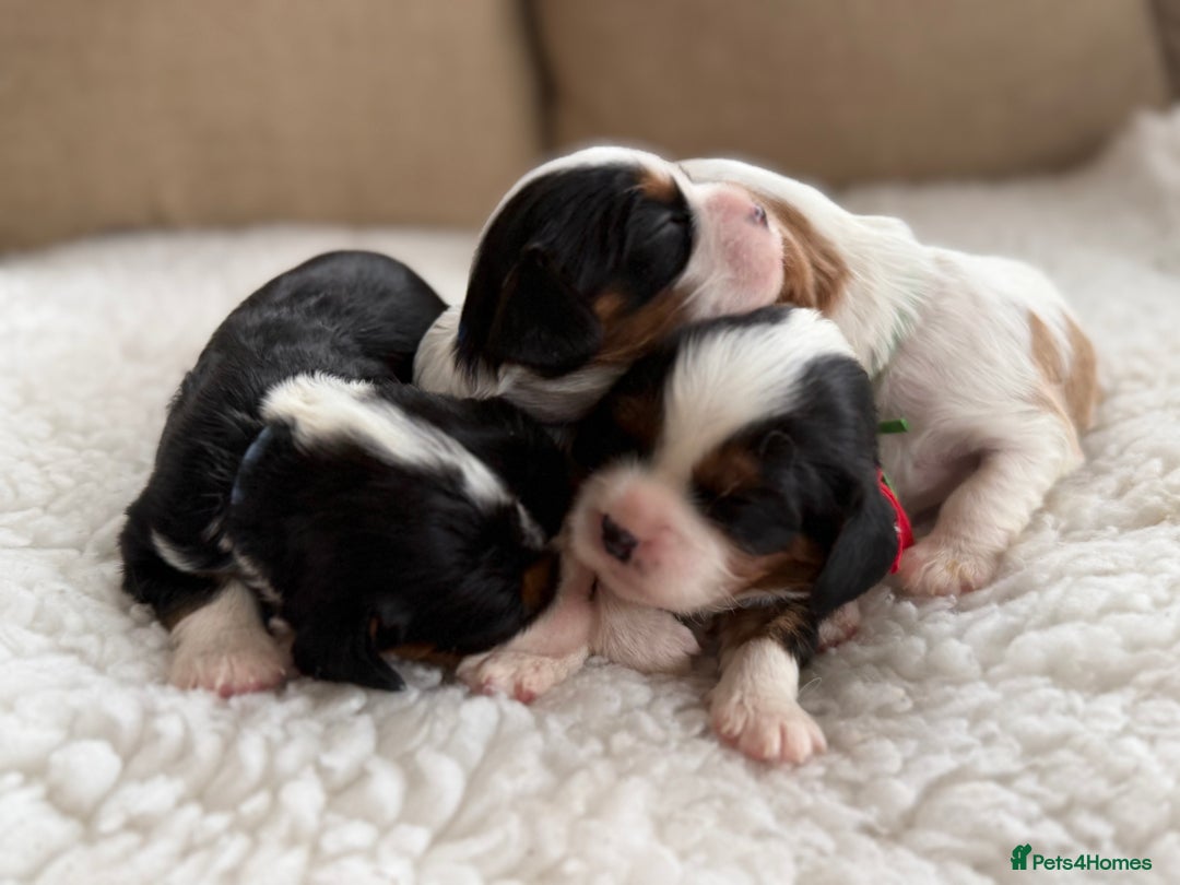 Cavalier King Charles Spaniel dogs for sale: Health tested Cavalier king charles - Advert 1